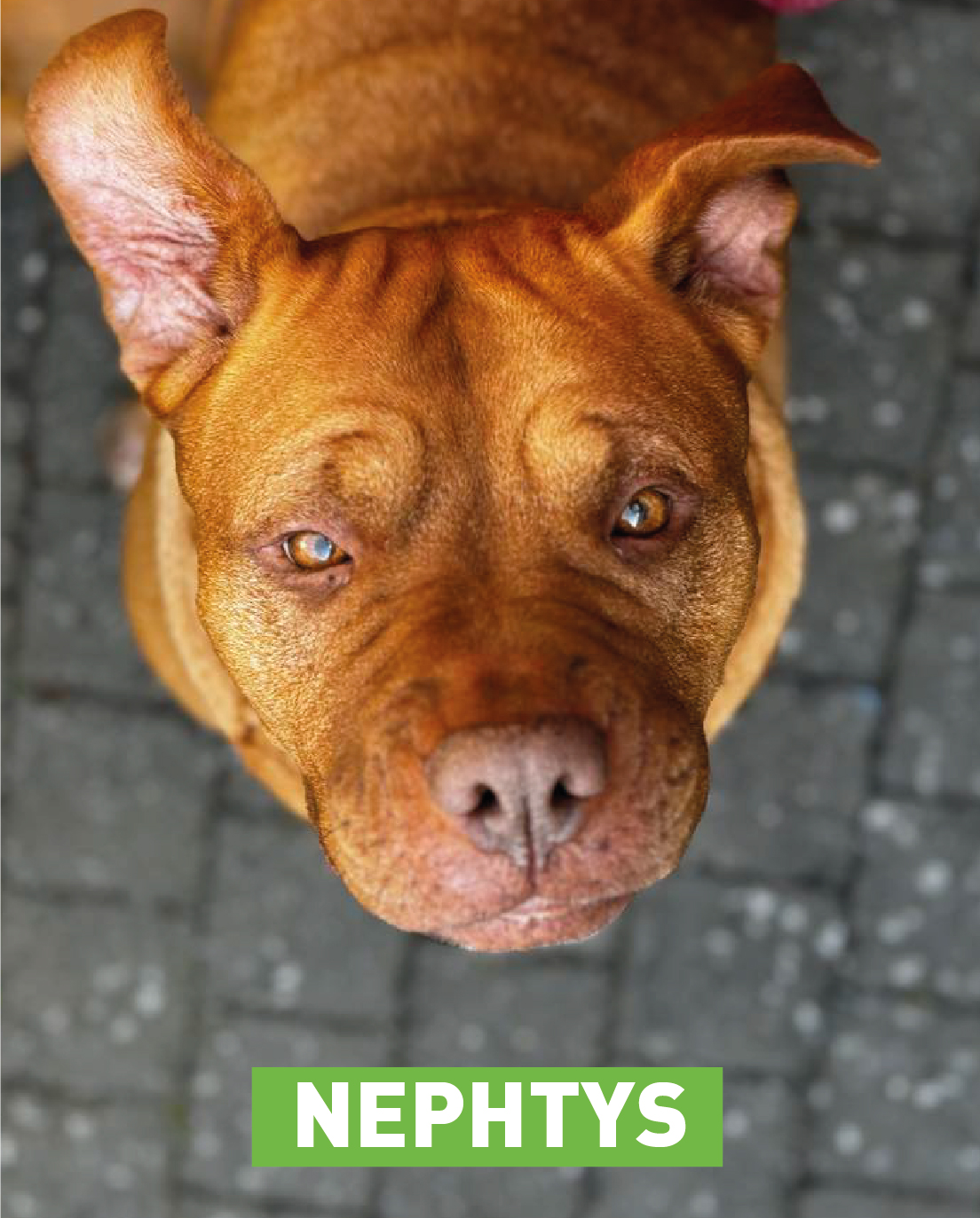Nephtys