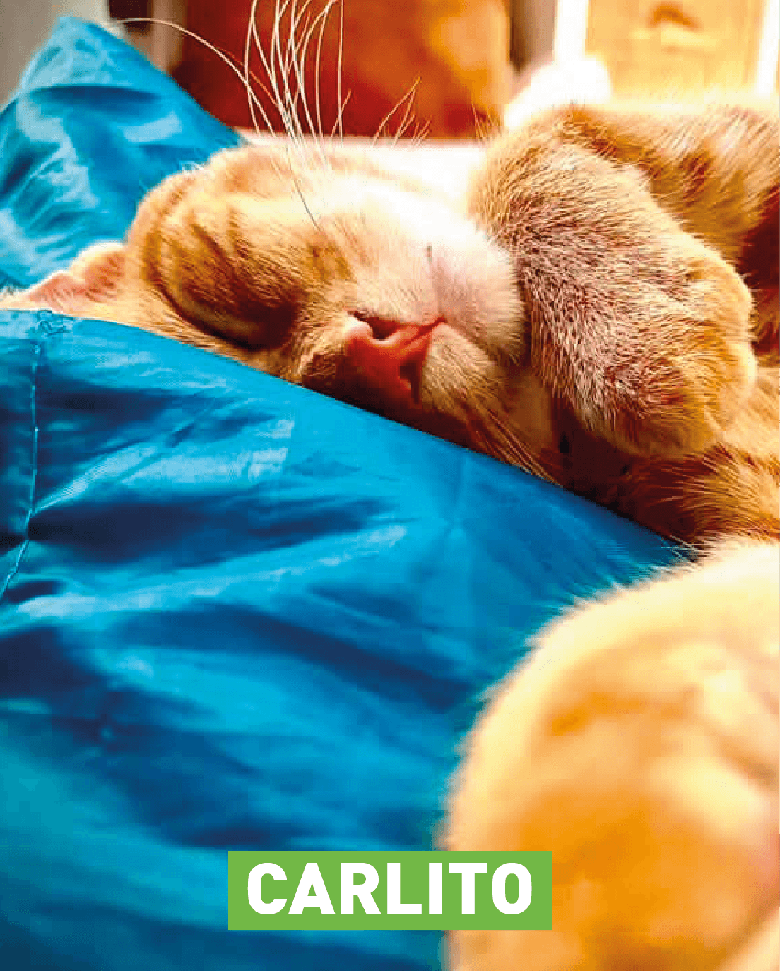 Carlito