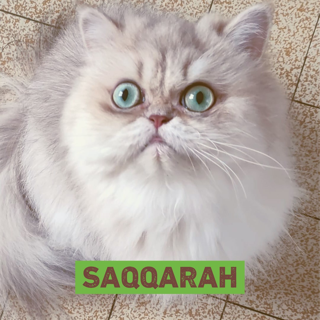 SAQQARAH