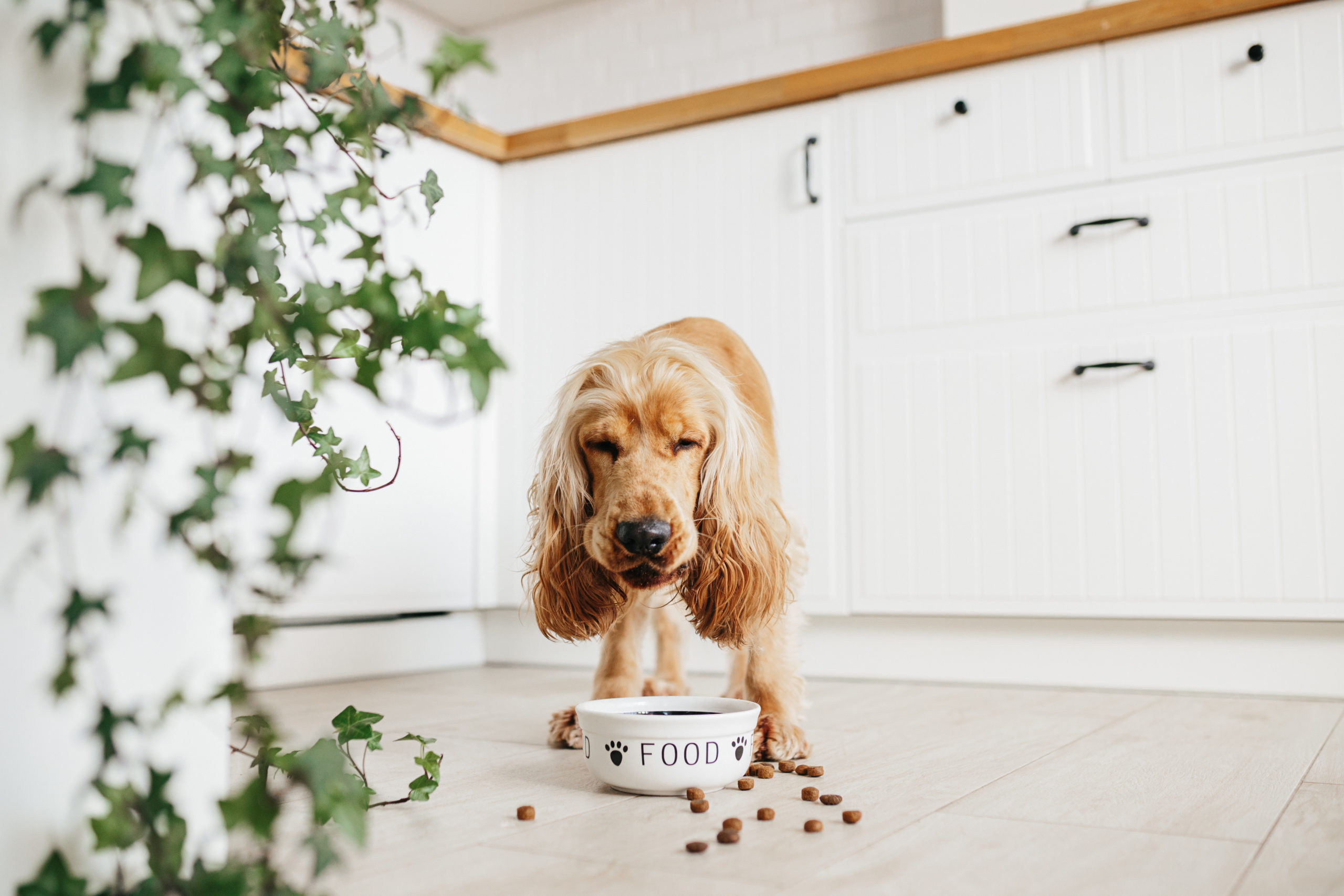 English cocker spaniel dog eating food from ceramic bowl