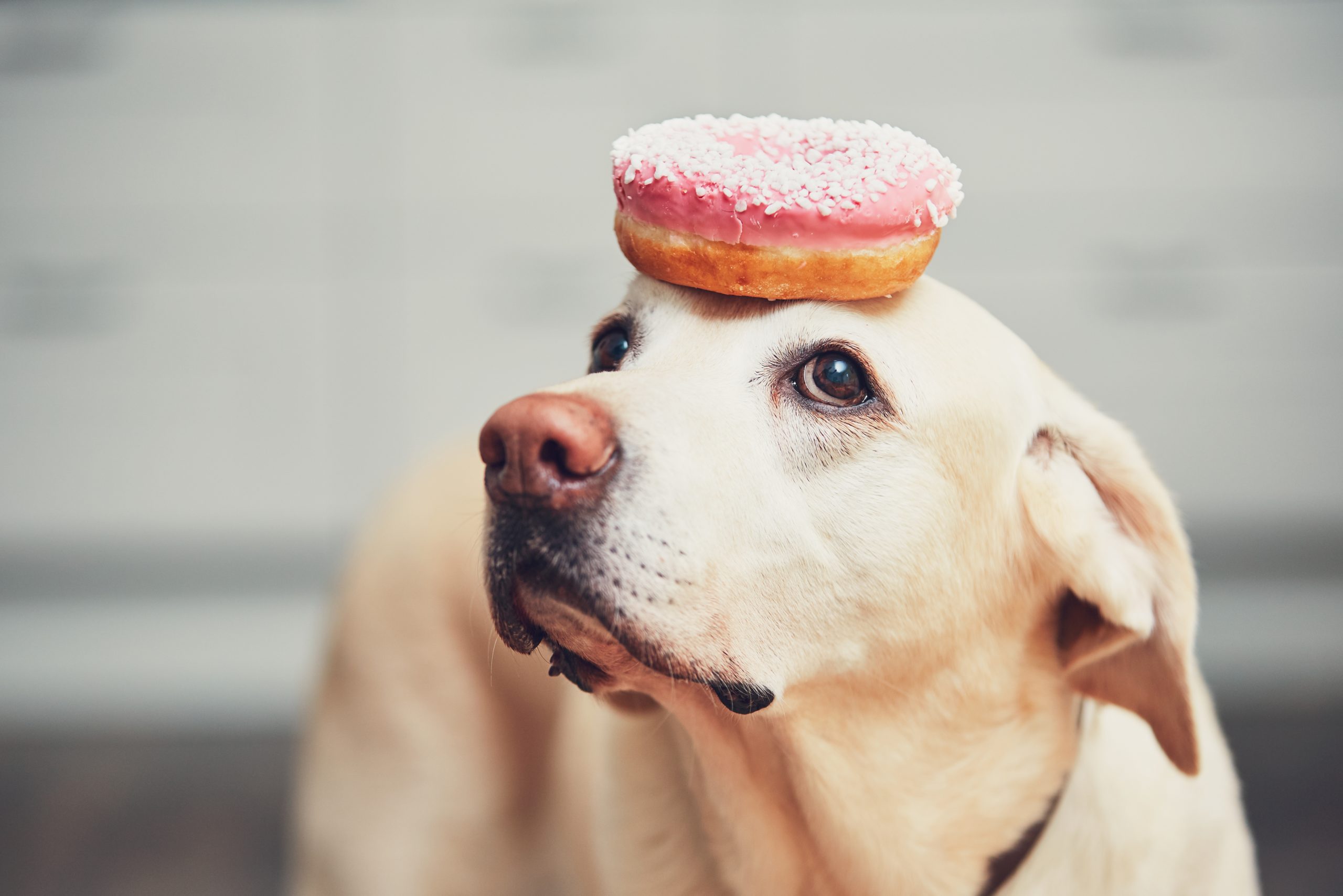 Funny dog with donut