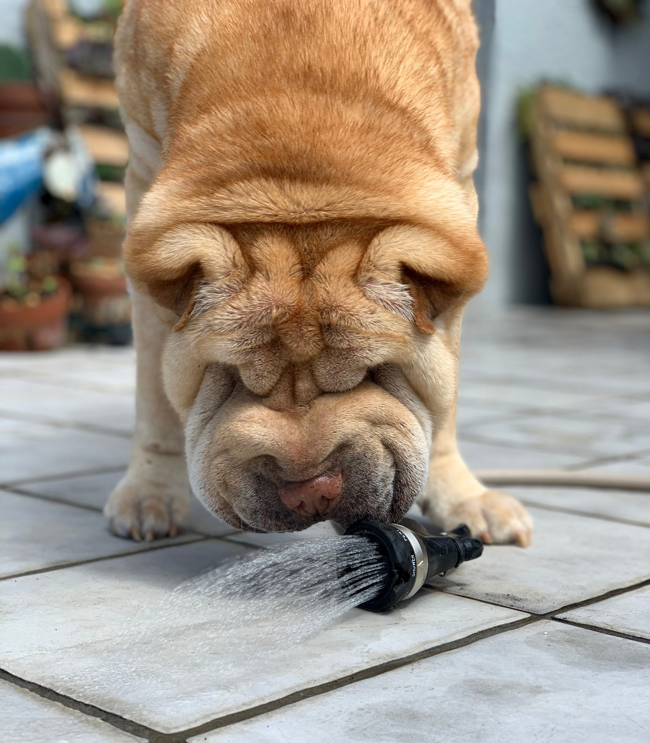 L’importance de l’hydratation pour le chien et le chat