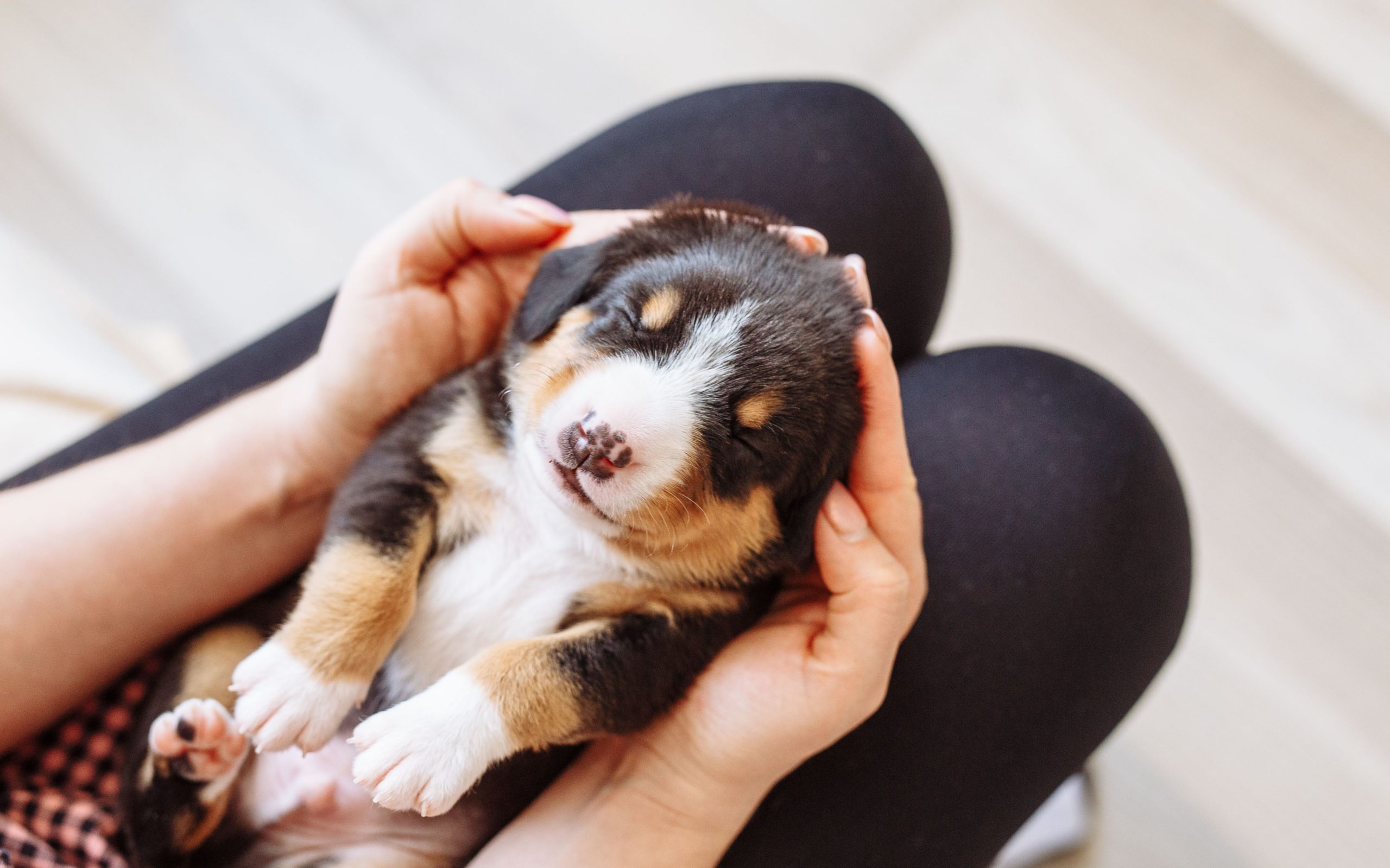 A puppy at home: how can you welcome him with serenity?
