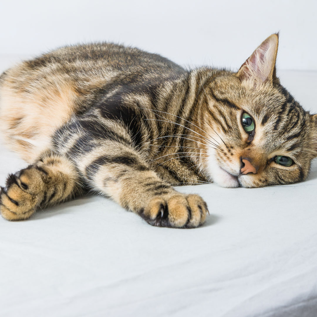 Haarballen bij katten: oorzaken, gevolgen en oplossingen