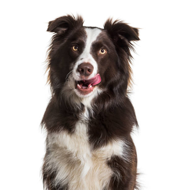 Border Collie dog, 2 years old, licking lips, sitting against white background